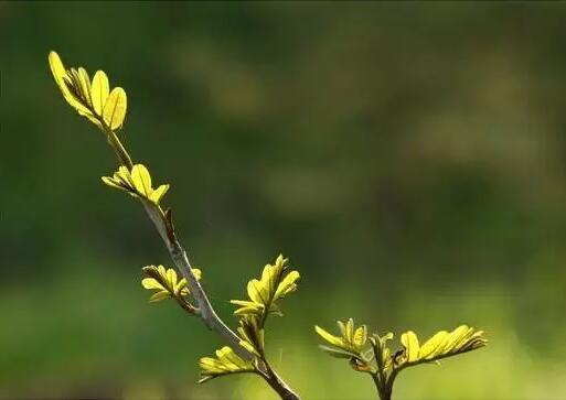 新移栽树木明明发芽了，为何又枯死？这是因为新移栽的树木出现了“假活”的现象