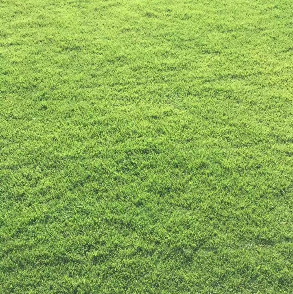 矮生百慕大图片