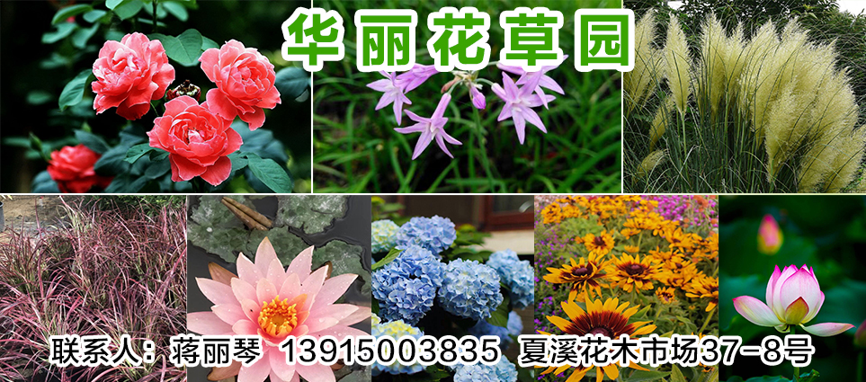 华丽花草园图片