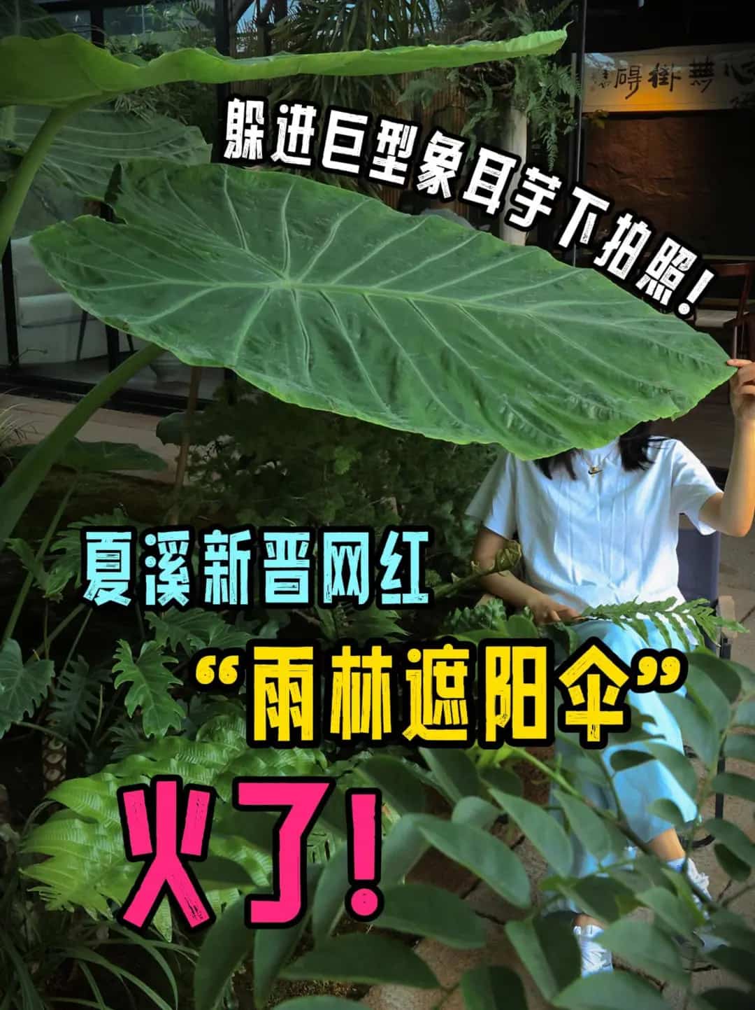 夏溪惊现巨无霸! 植物界‘哥斯拉’空降花木市场!