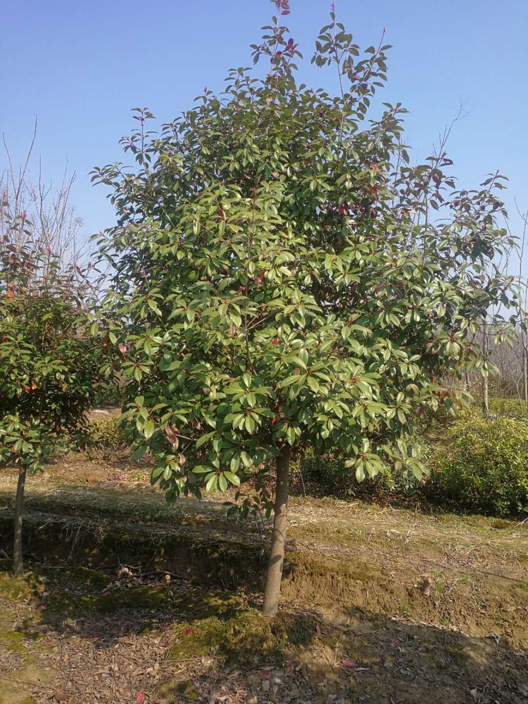 红叶石楠图片