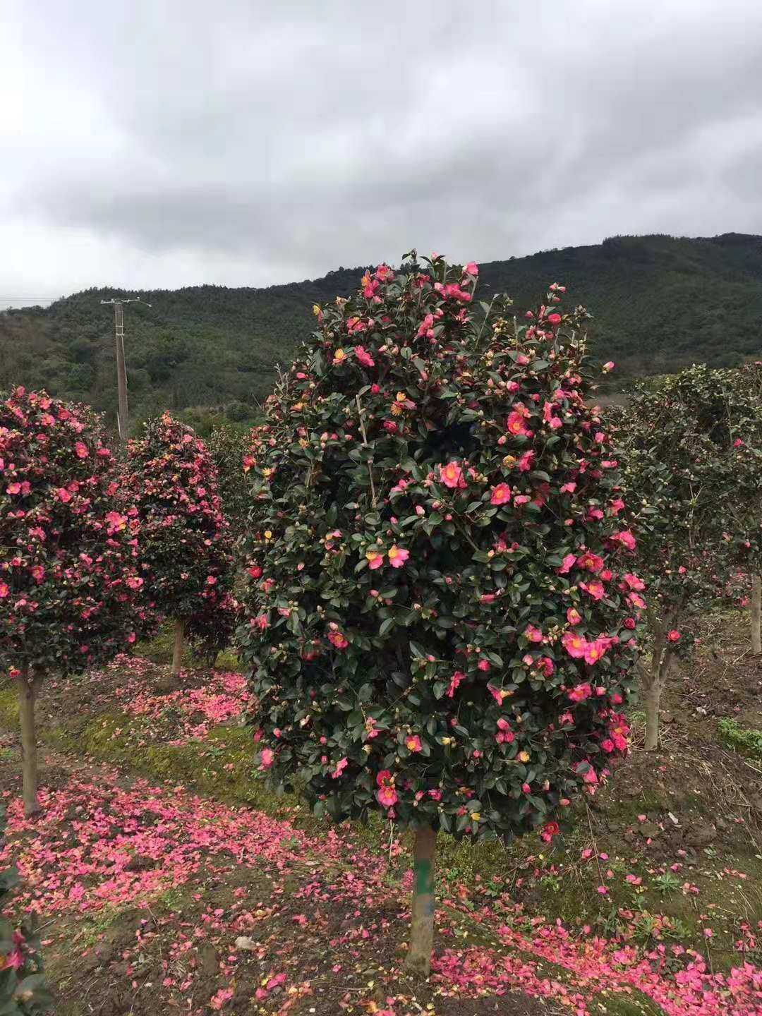 茶梅图片