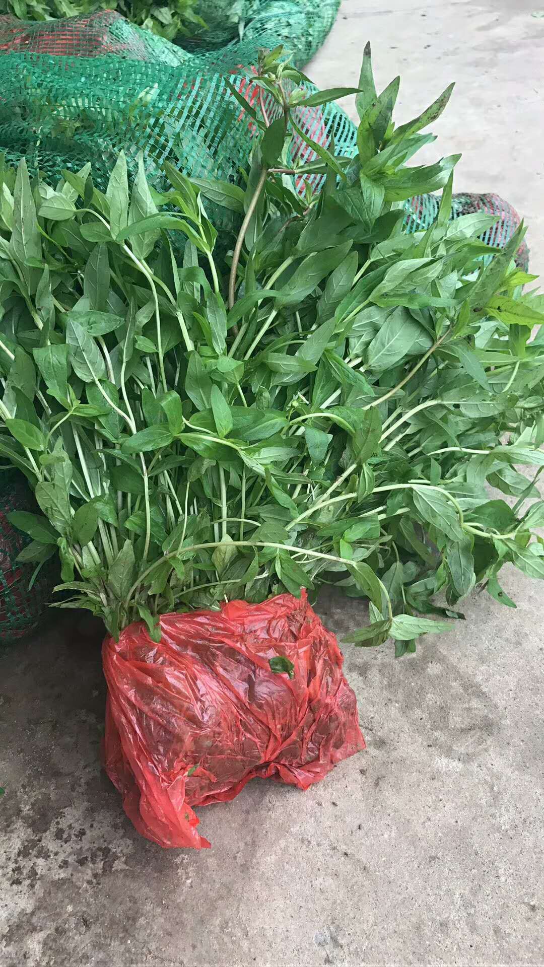千屈菜图片