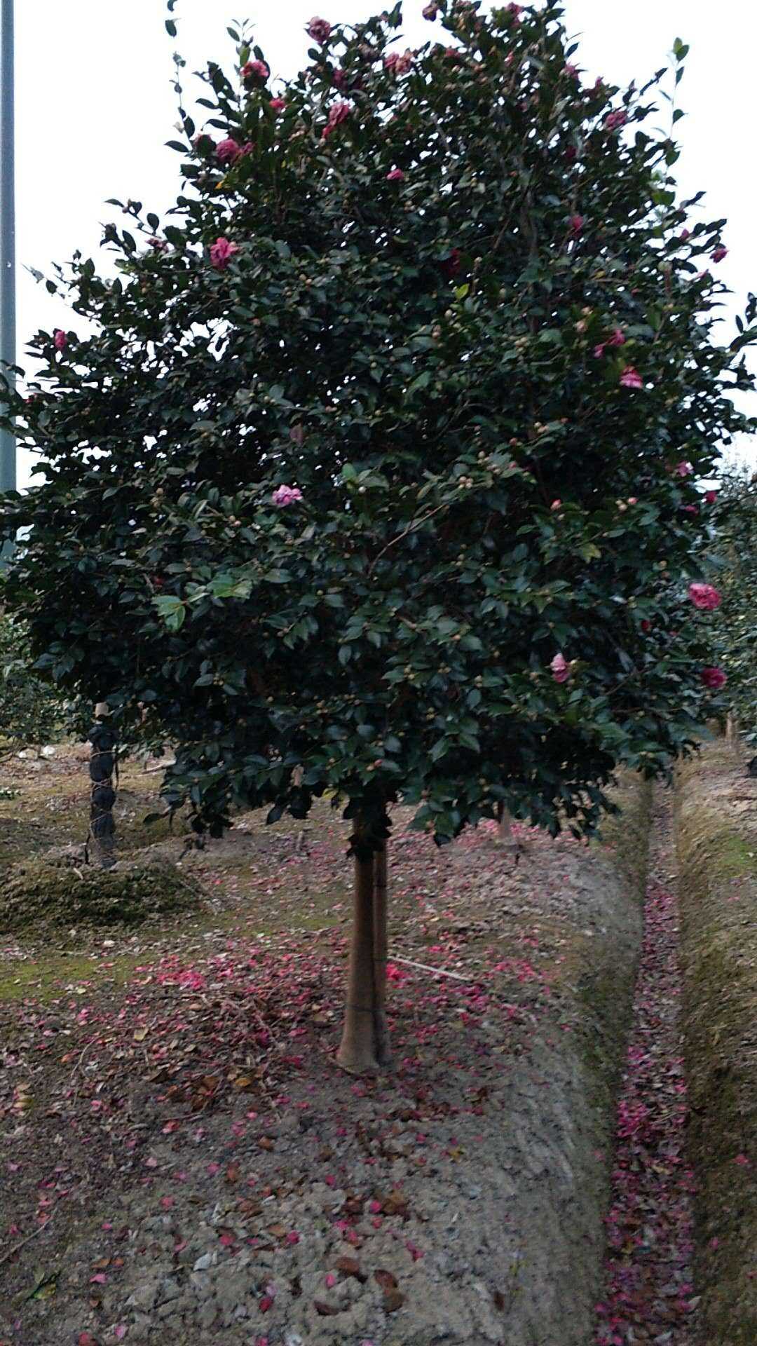 茶花图片