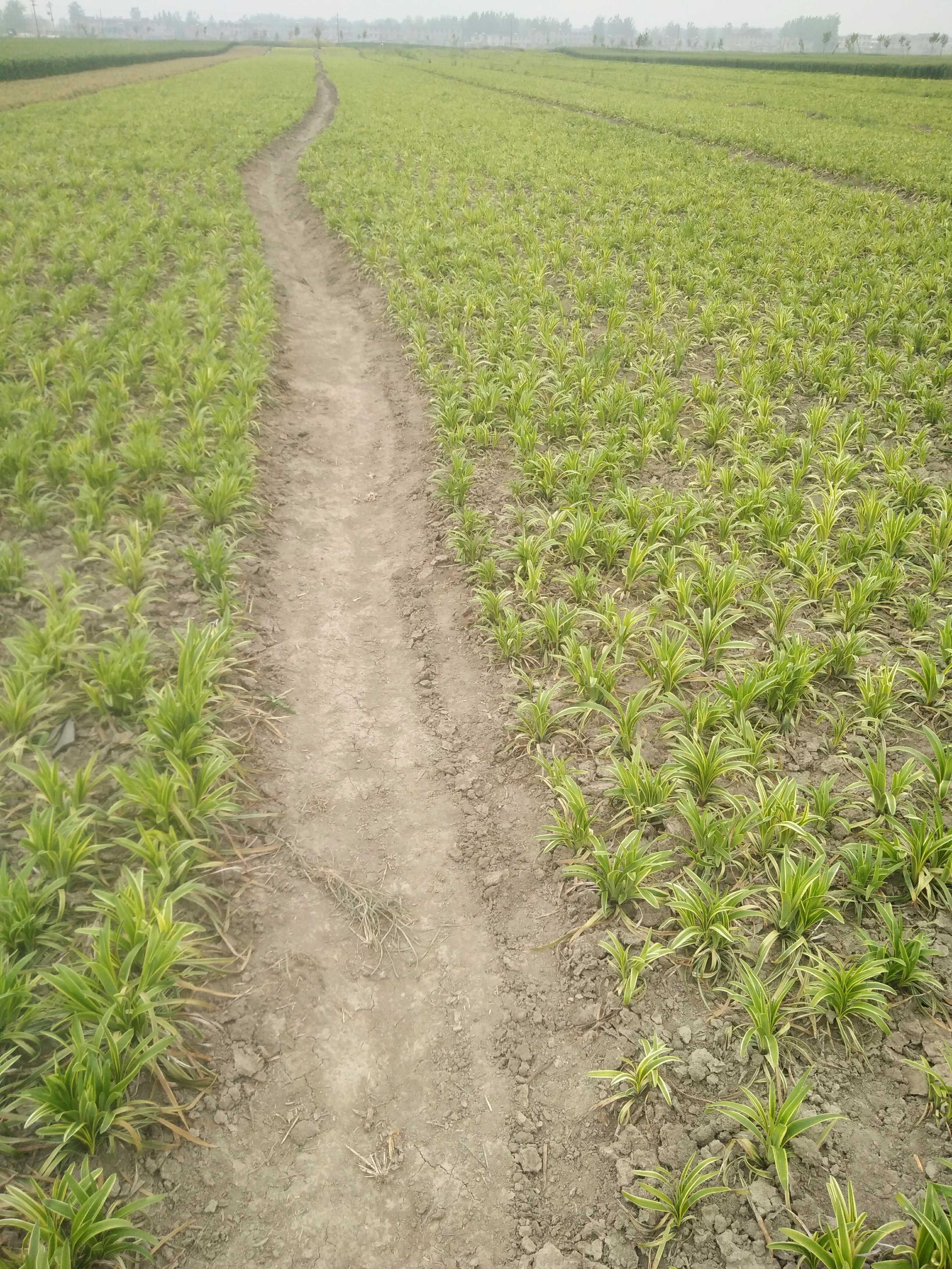 刘洋苗圃种植基地图片