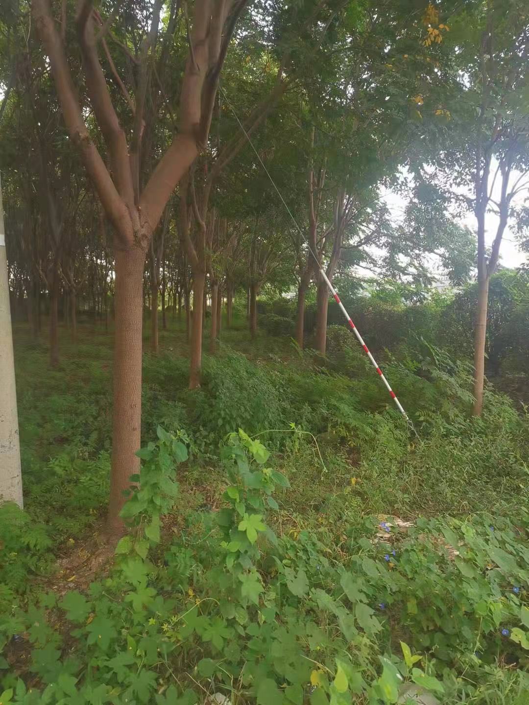 日本晚樱图片