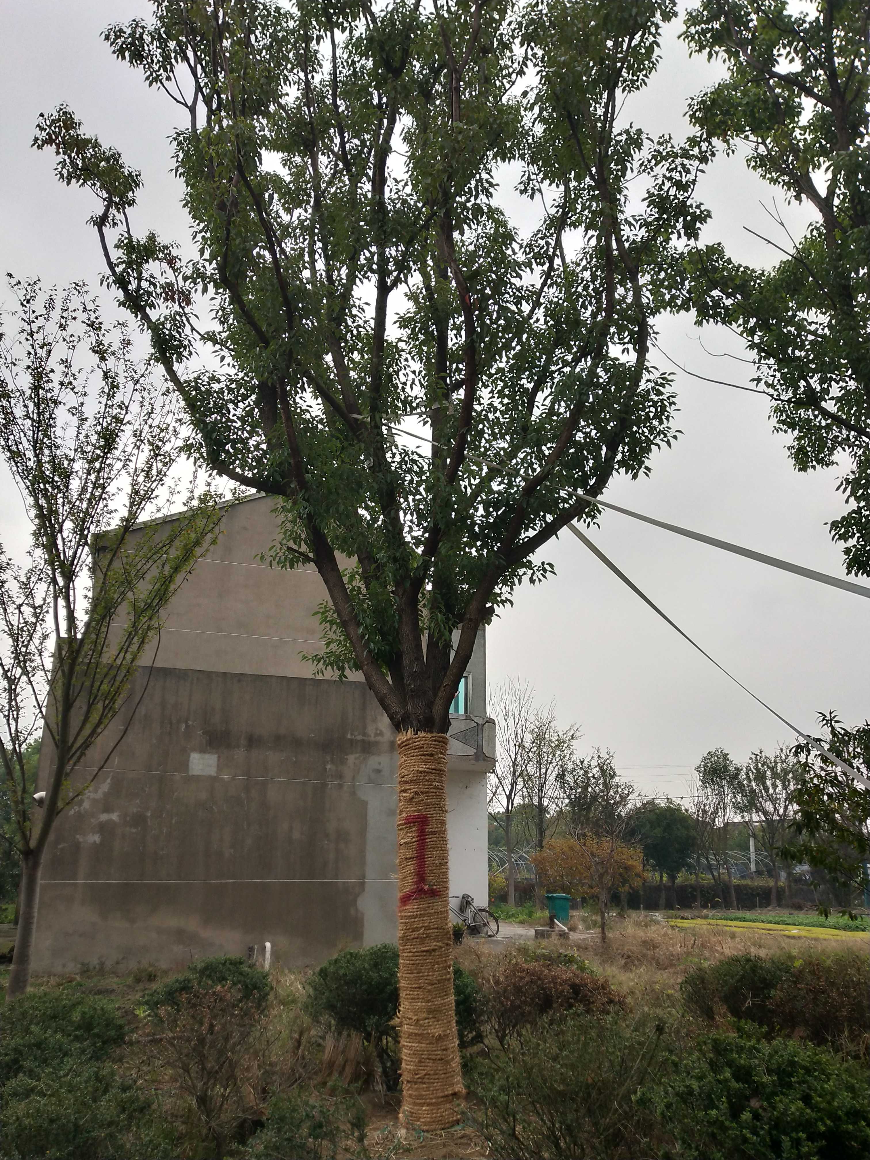 黄山栾树图片