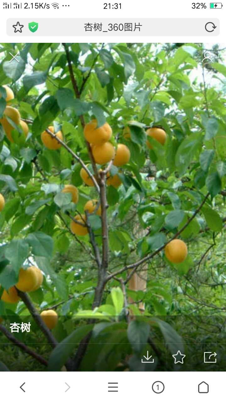 杏树图片