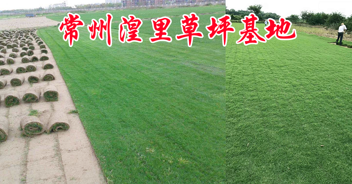 常州湟里草坪基地