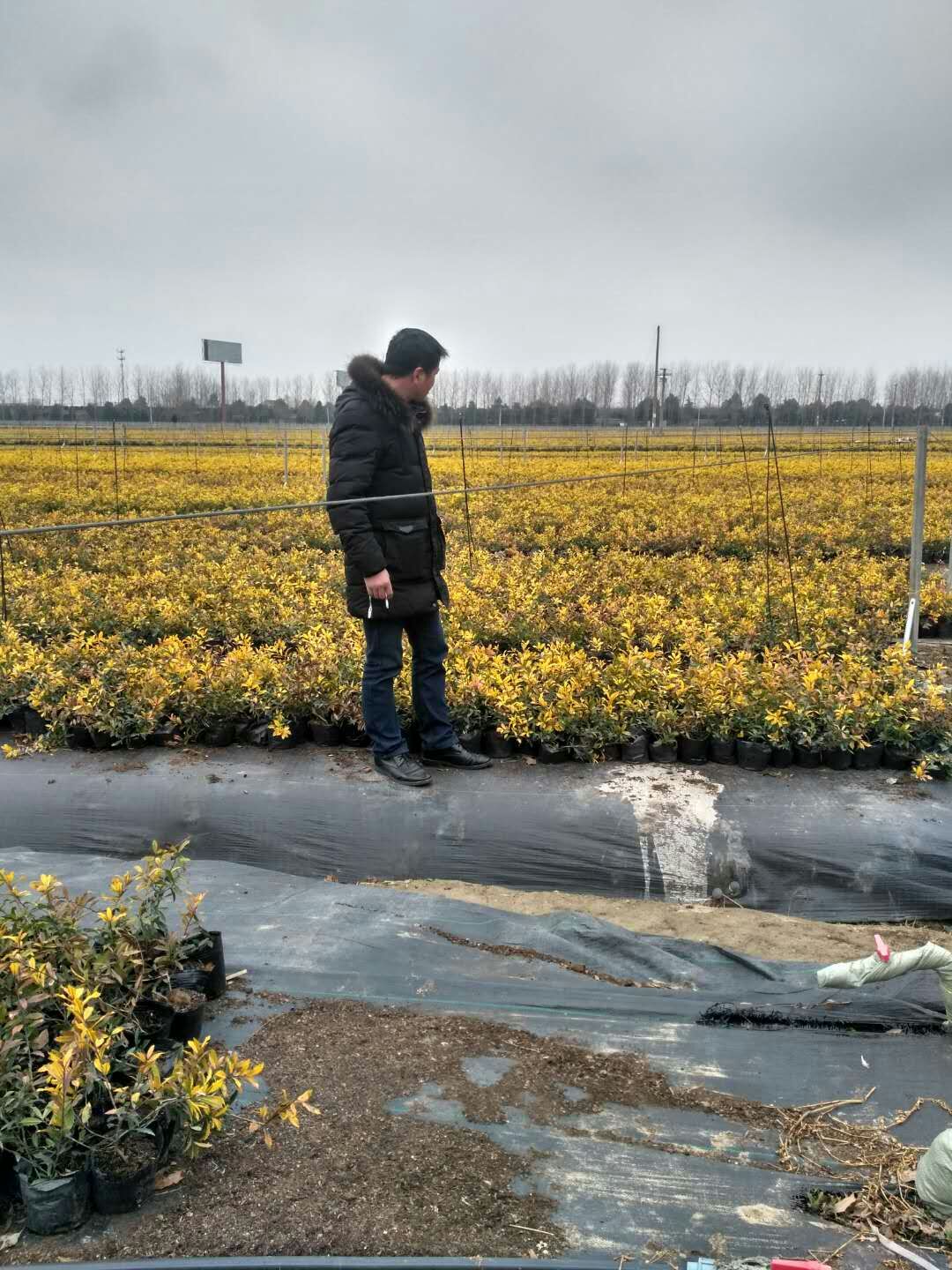 黄金枸骨图片