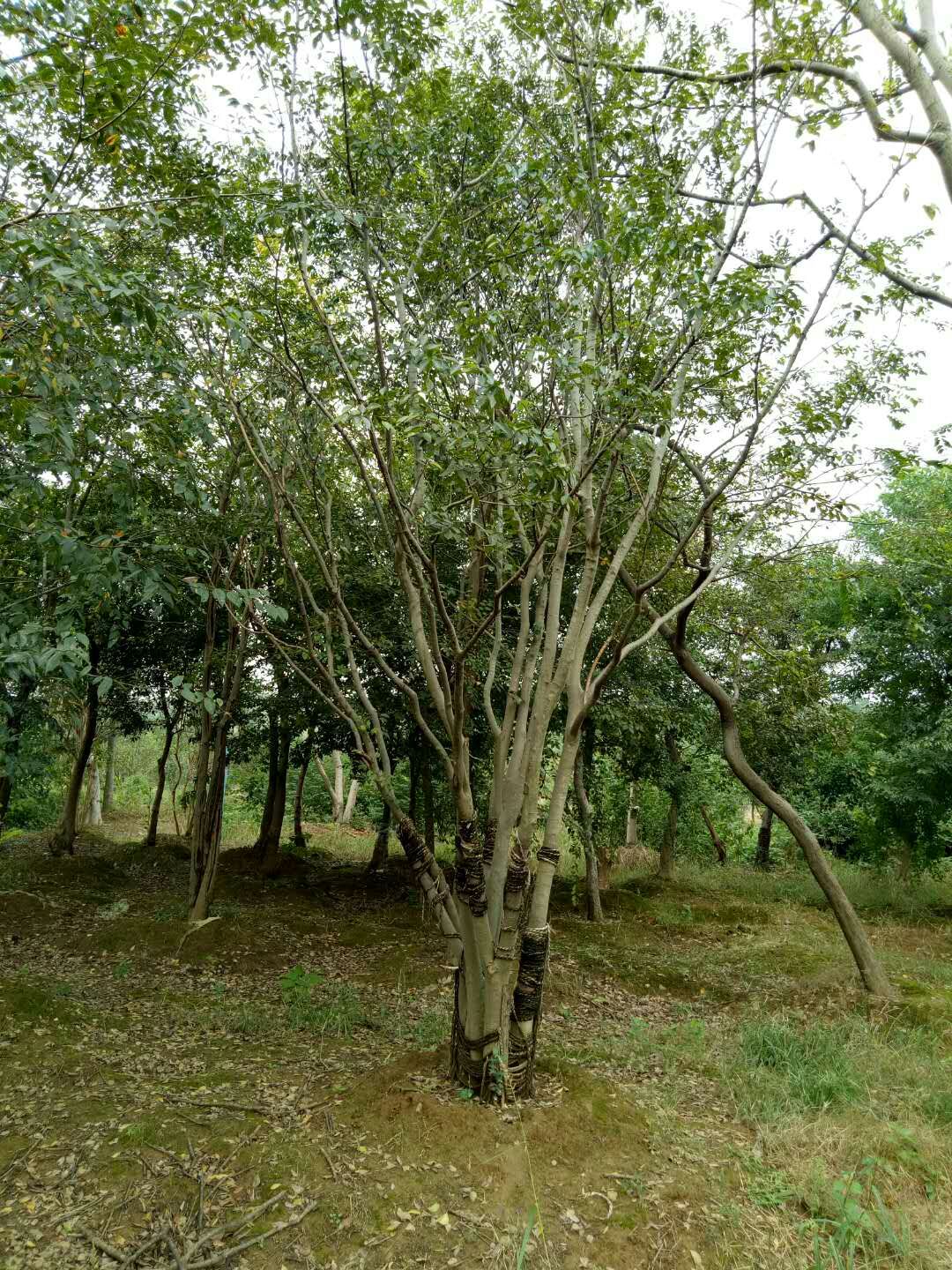 刘贵林