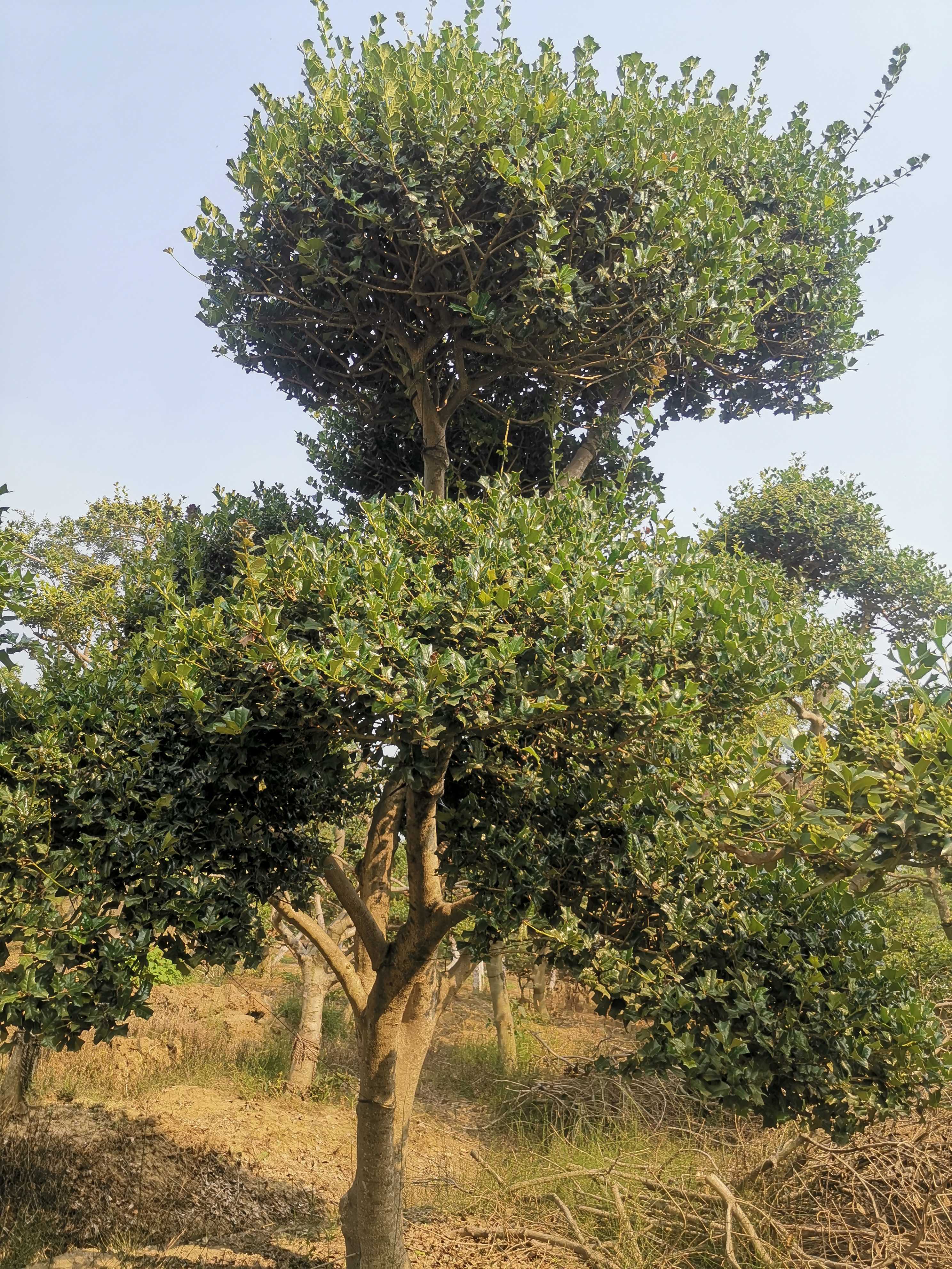 枸骨图片