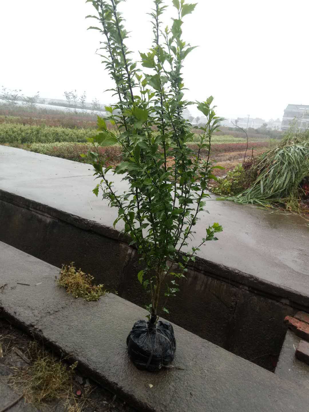 木槿图片