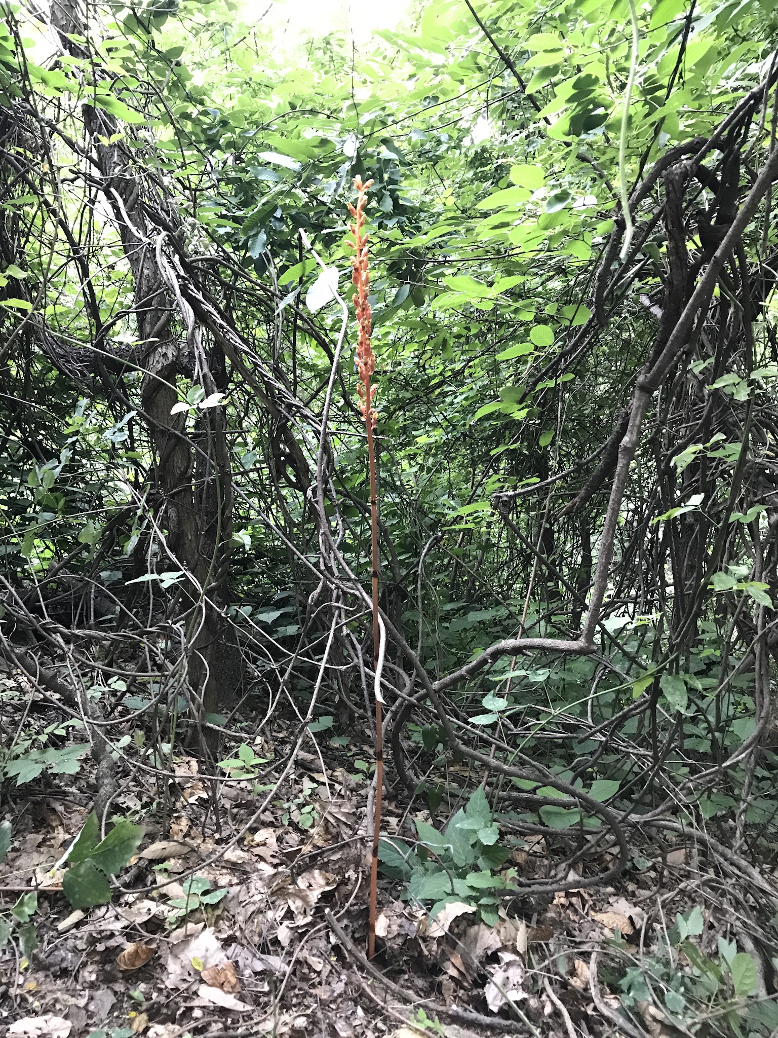 桂花树出售图片