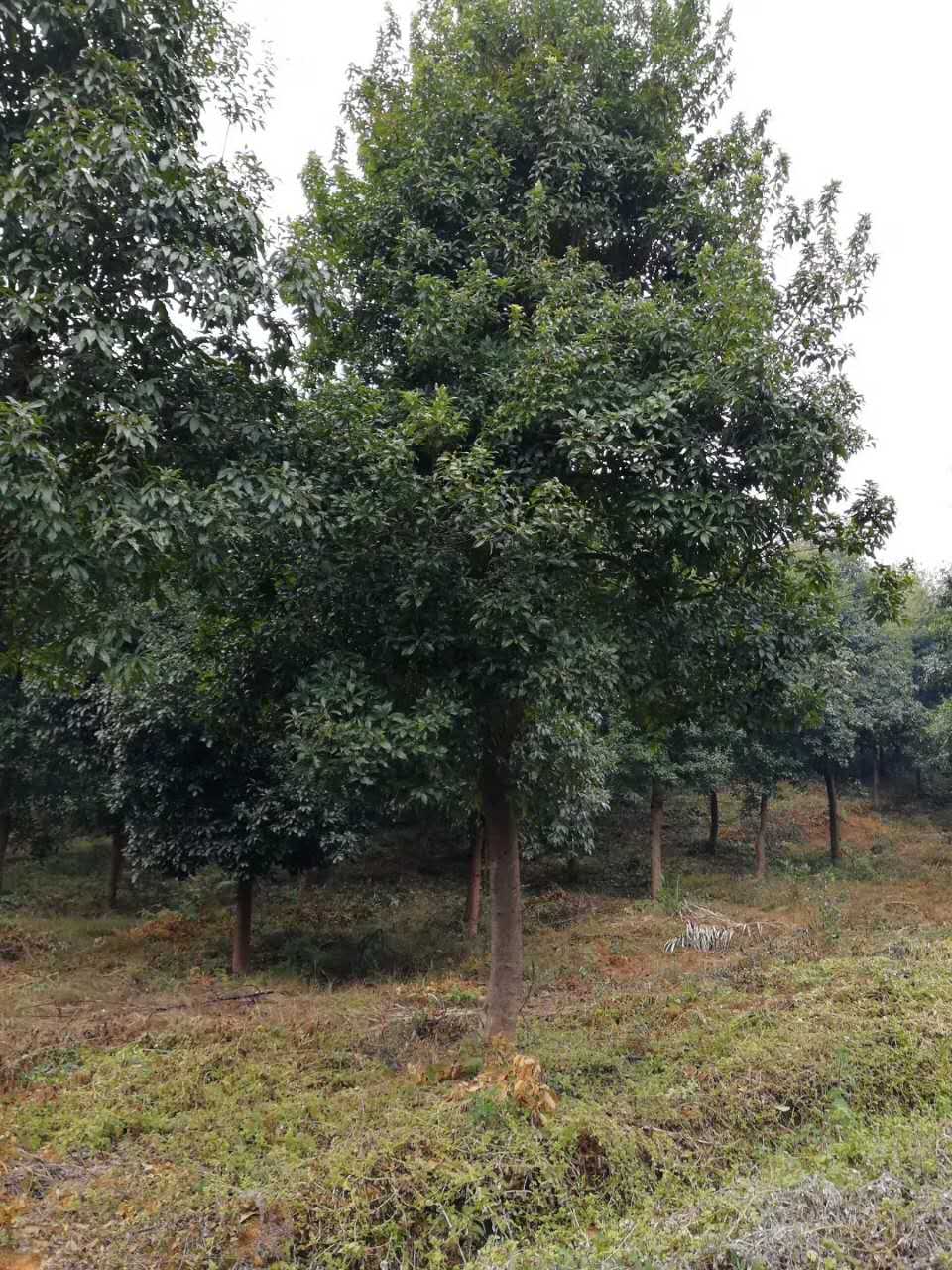 木荷图片