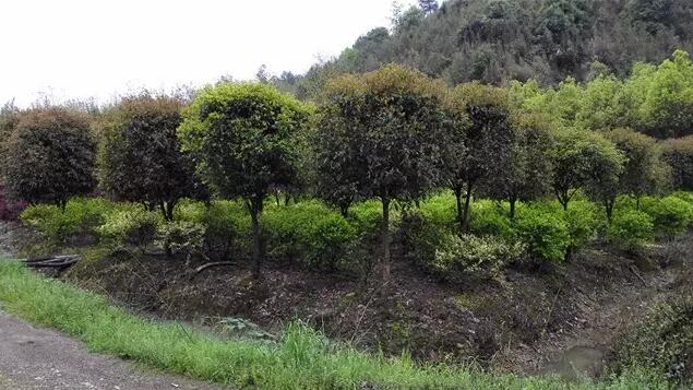 夏季进行绿化施工的情况时有发生，种植苗木时如何保证并提高成活率？