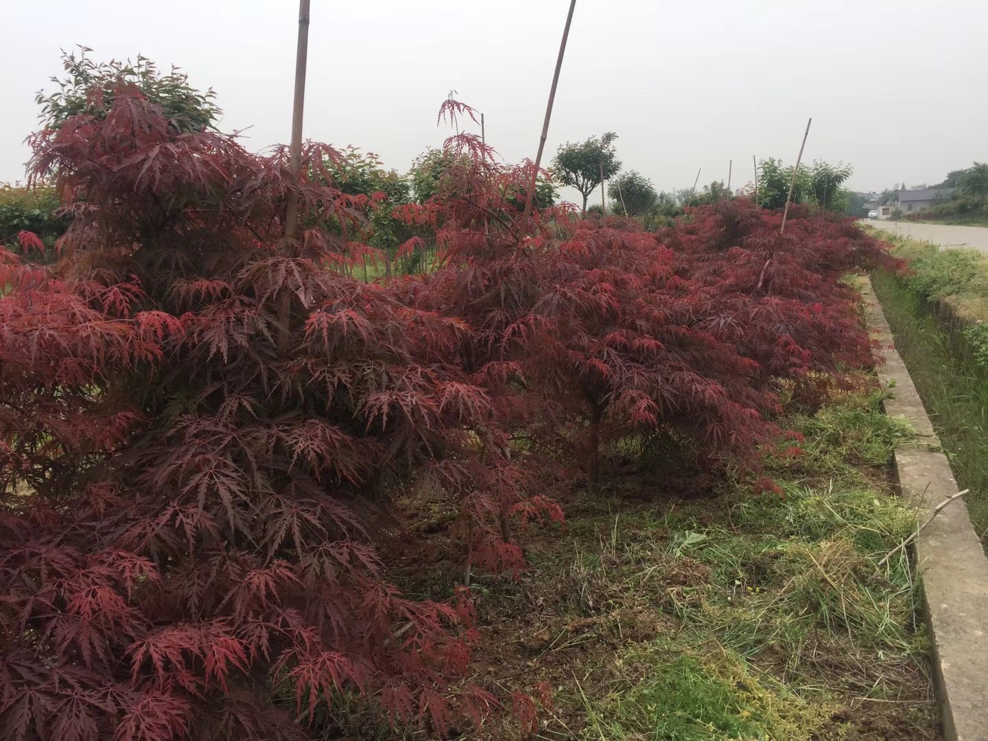 羽毛枫图片