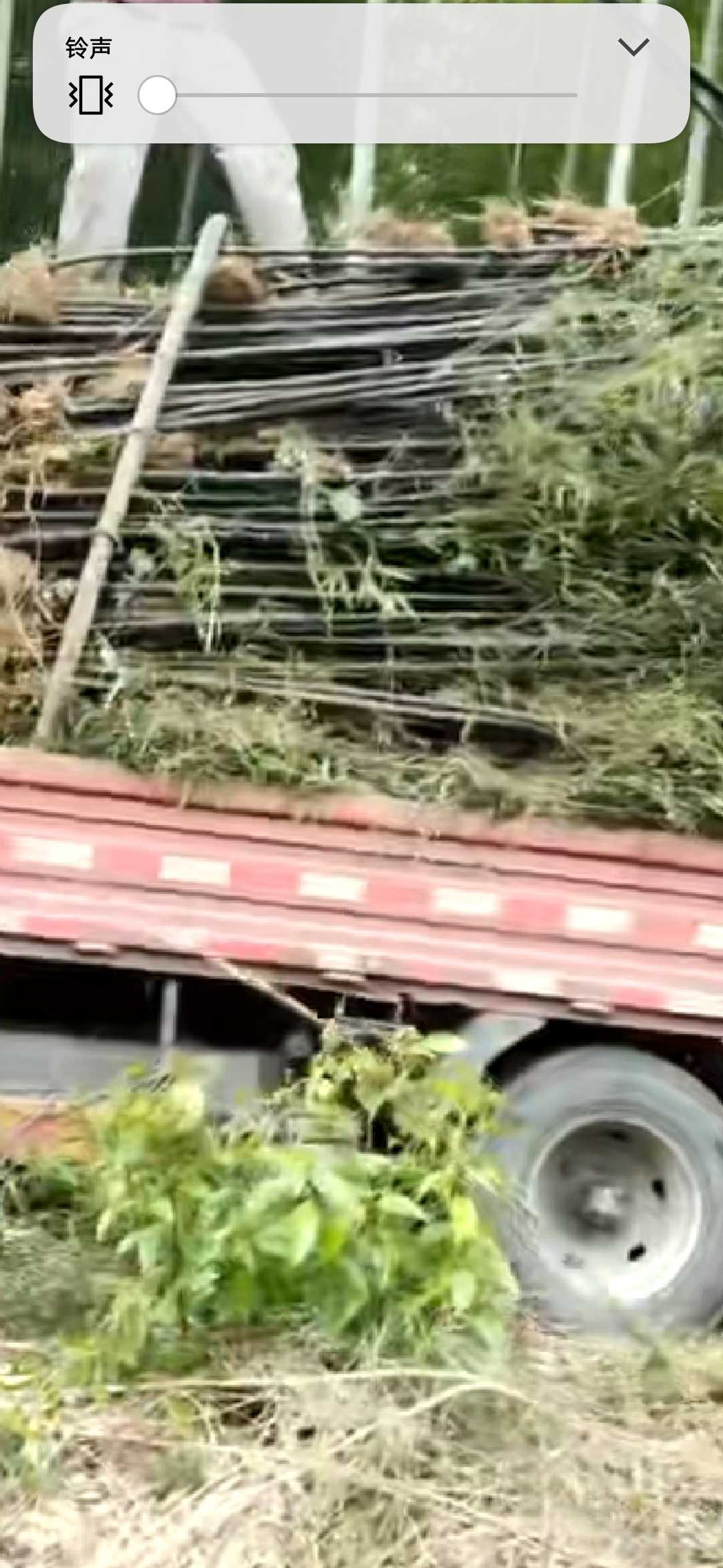 紫竹图片