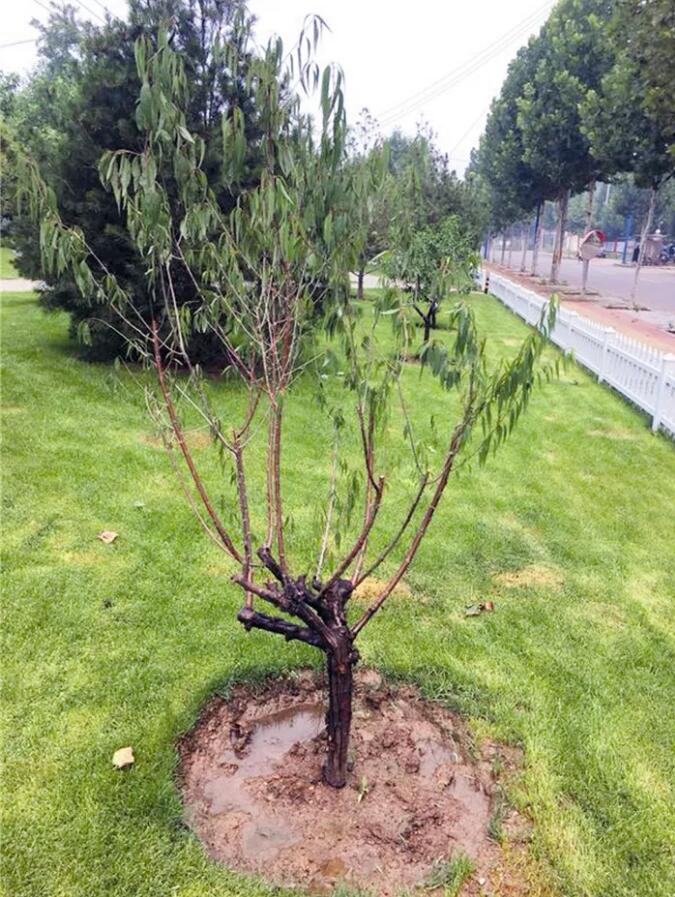 苗木养护：北方雨季时间短、降水量大，应警惕园林植物根腐病