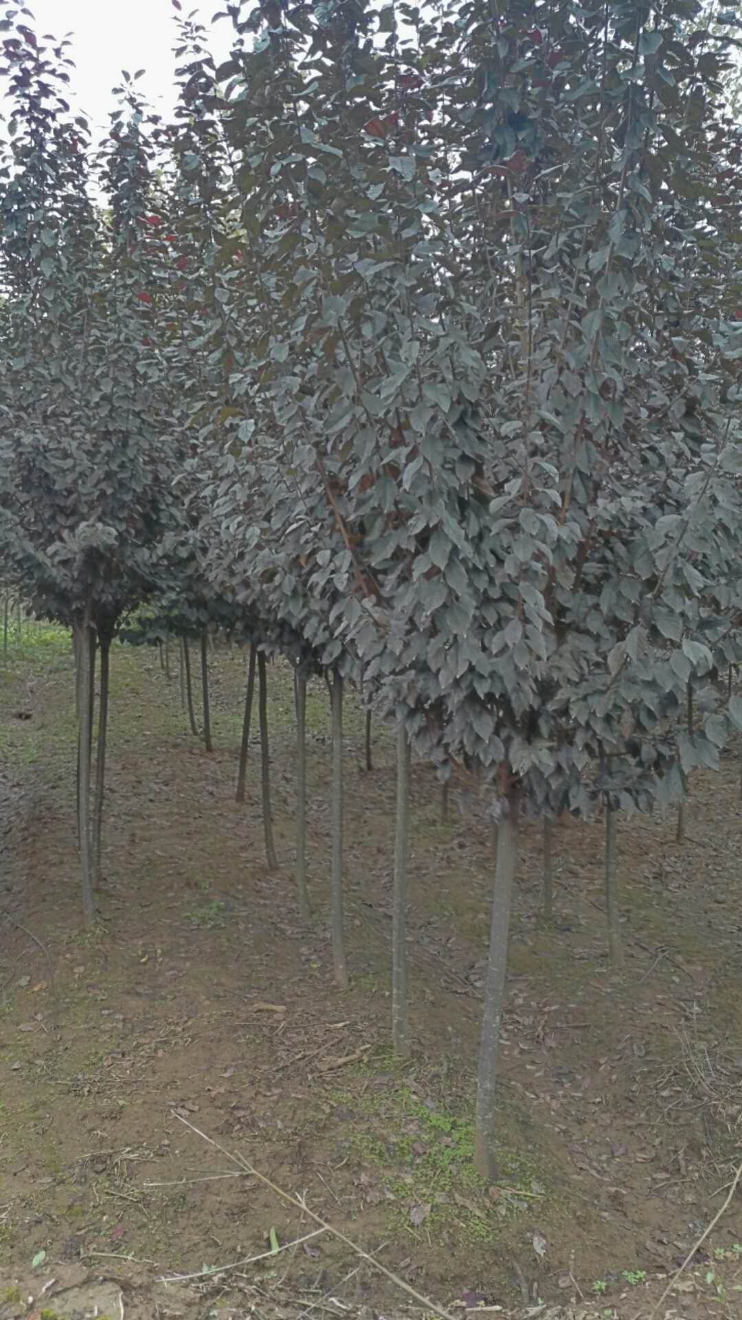 紫叶李图片