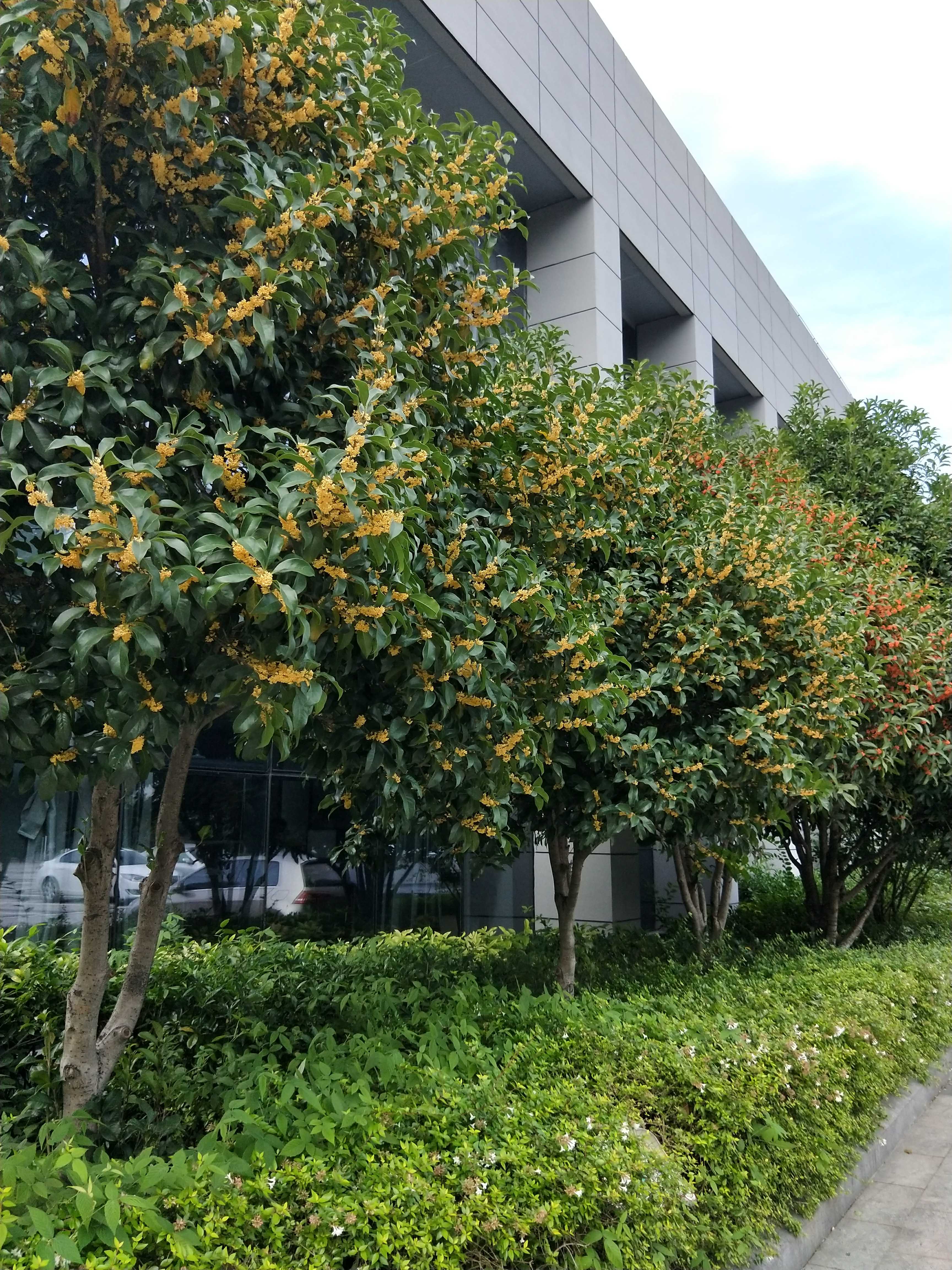 绿化花木代购出售