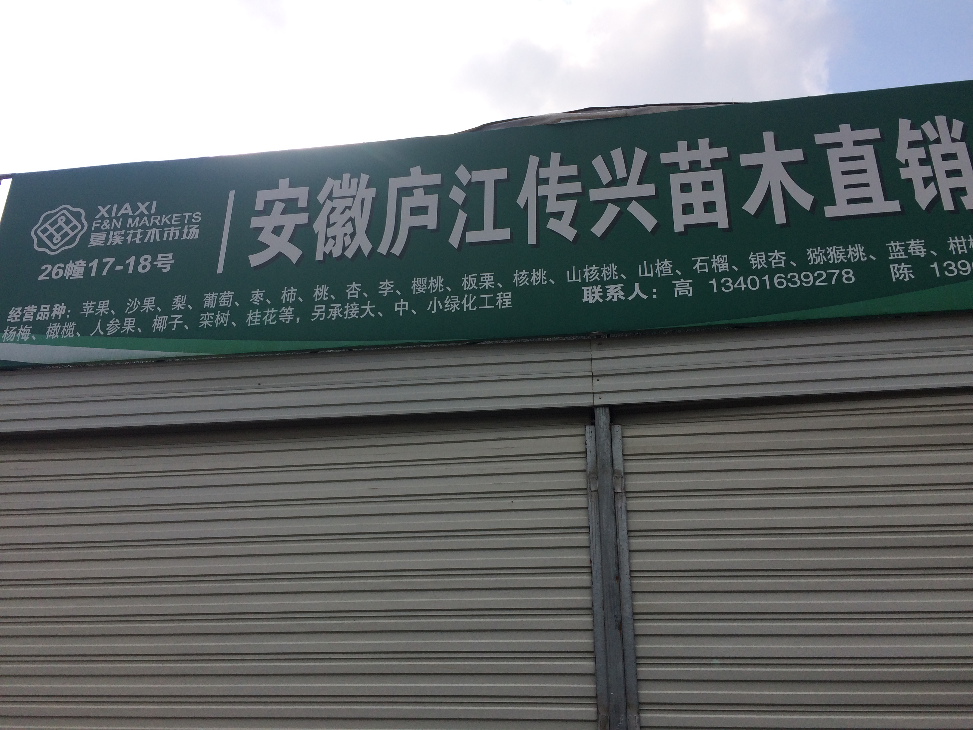 安徽庐江传兴苗木直销图片
