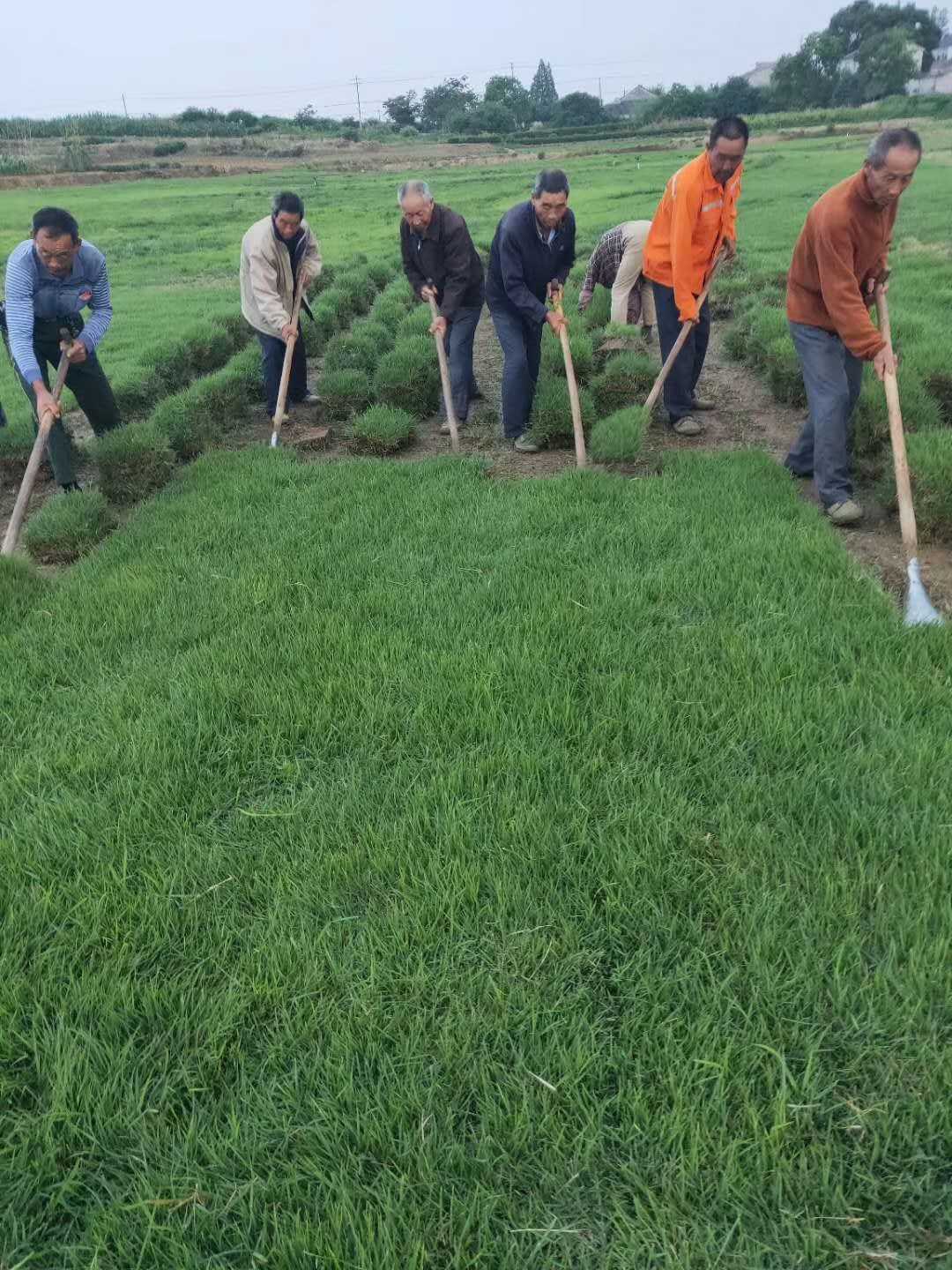 常州草坪基地图片