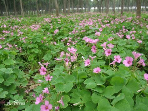 红花醡浆草图片
