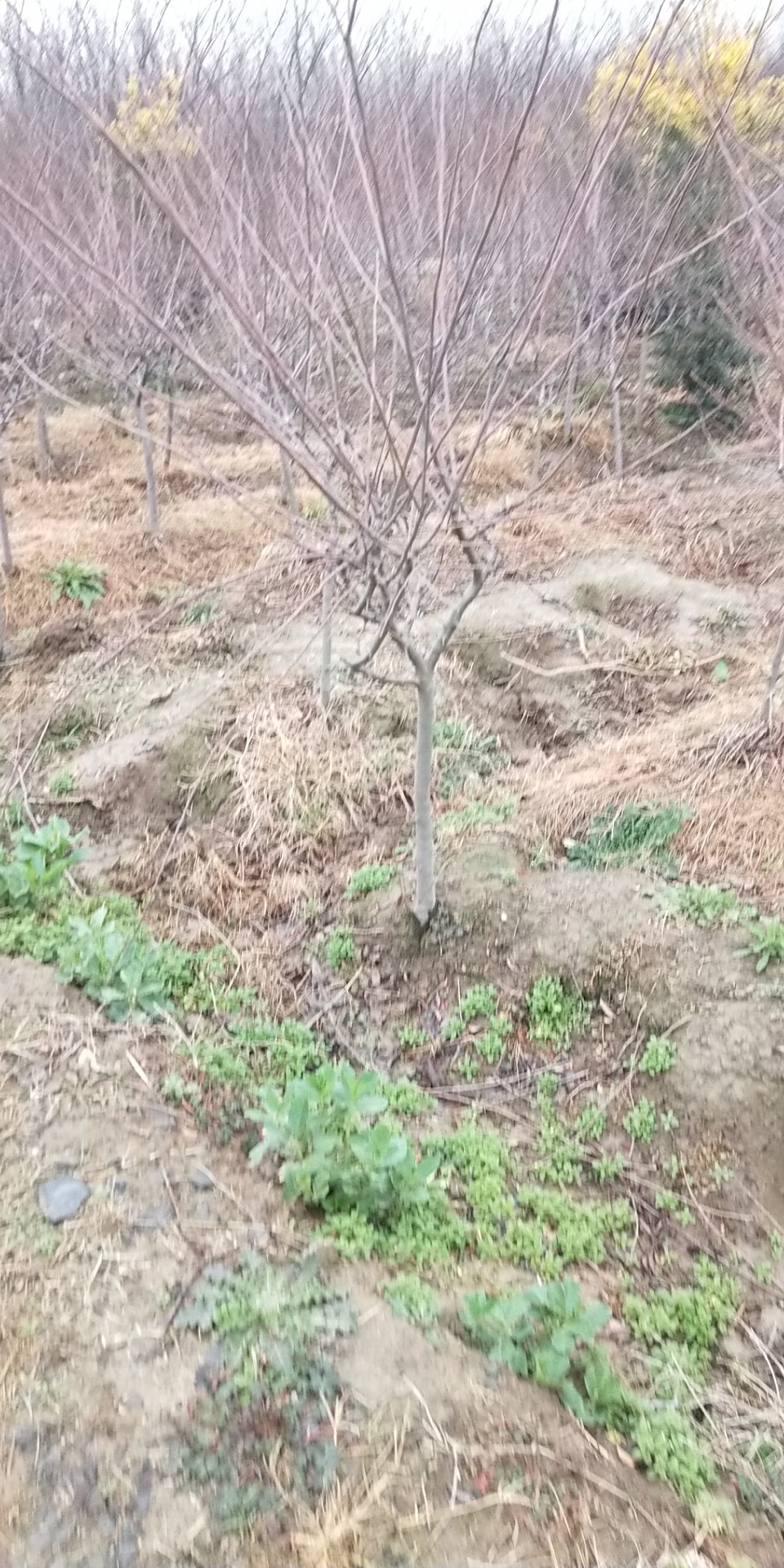 垂丝海棠图片