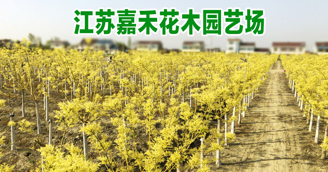 江苏嘉禾花木园艺场