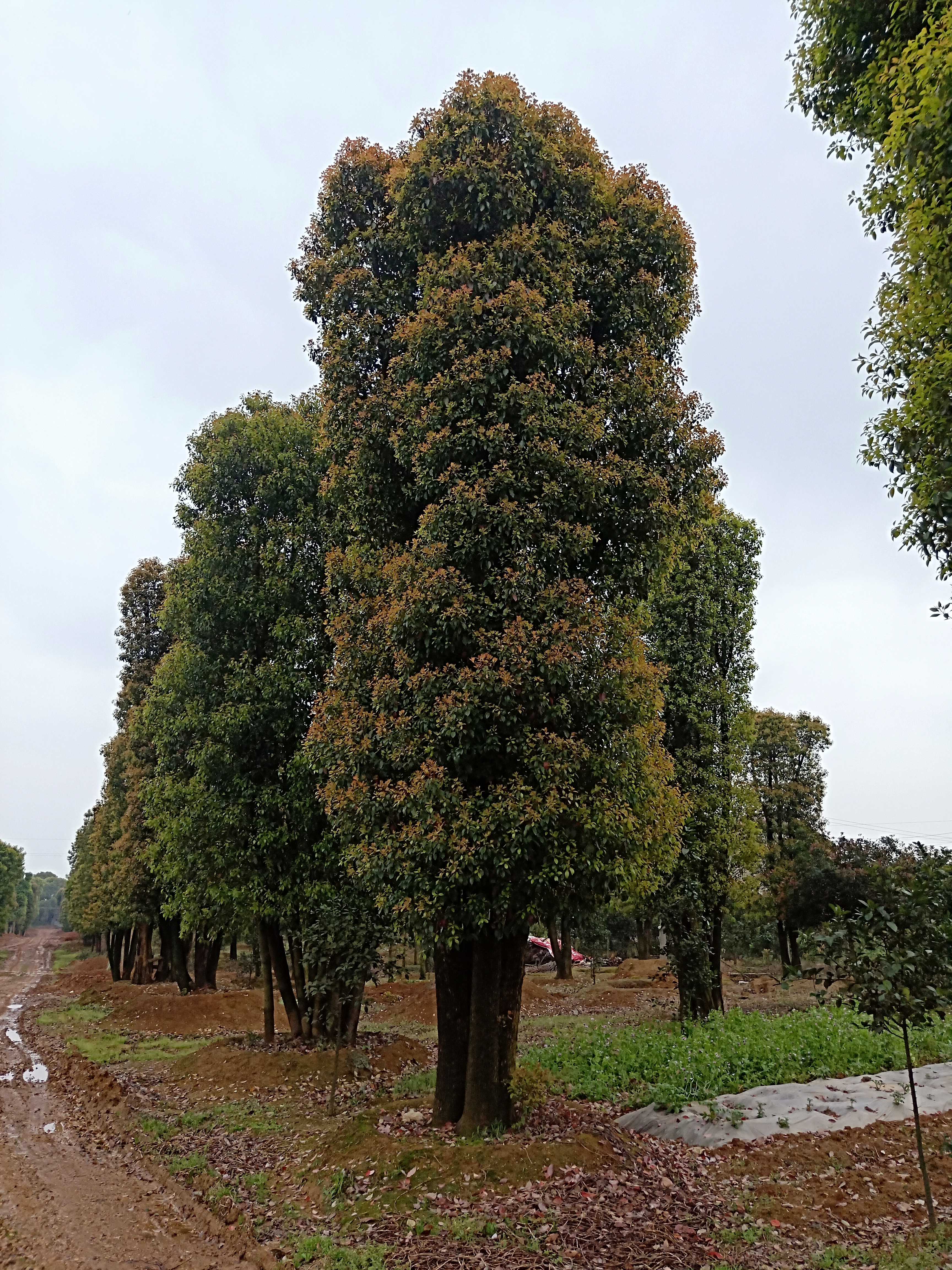 益阳市资阳区元庆苗木种植基地图片