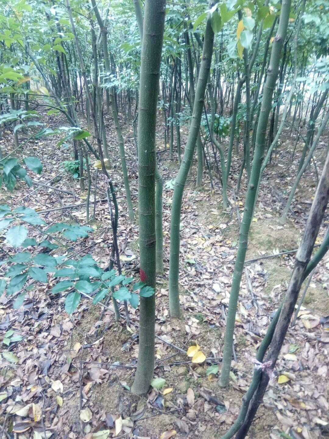 花梨木图片