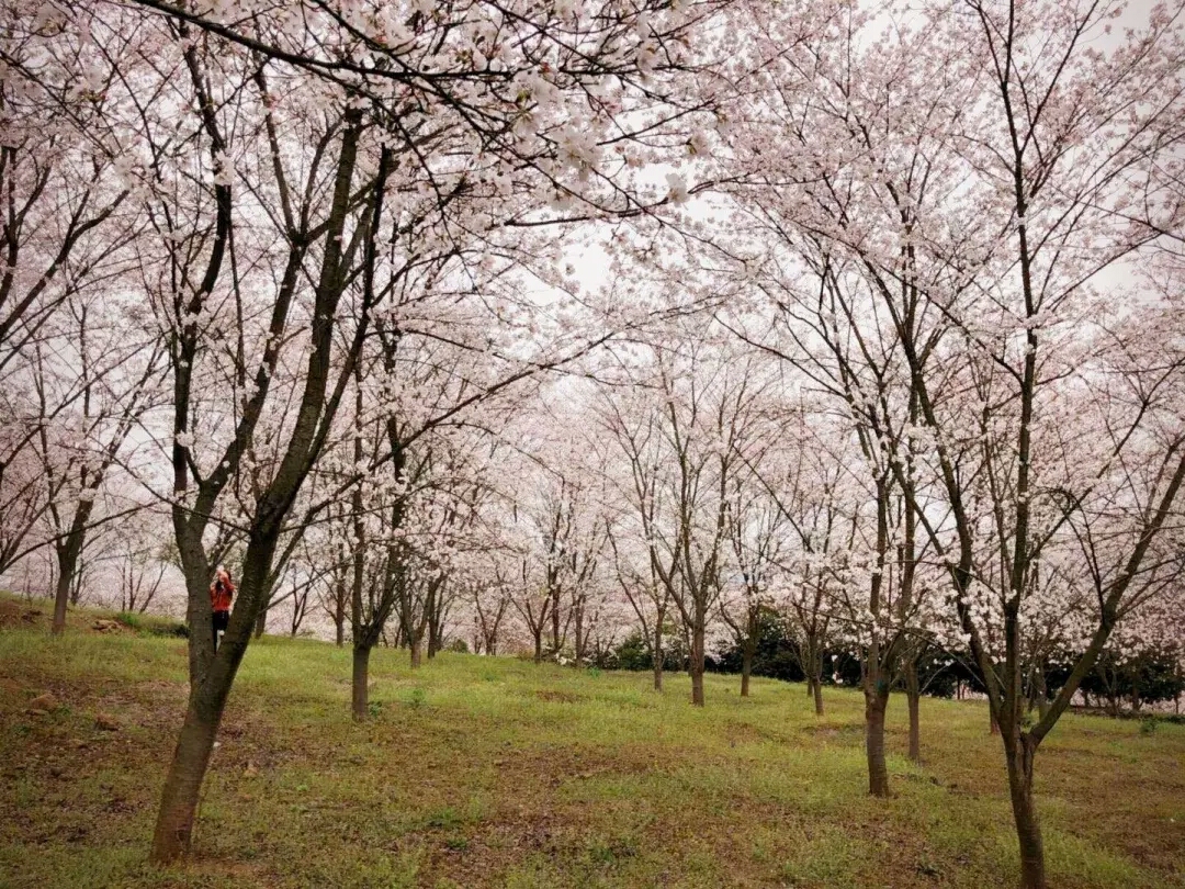 樱花图片