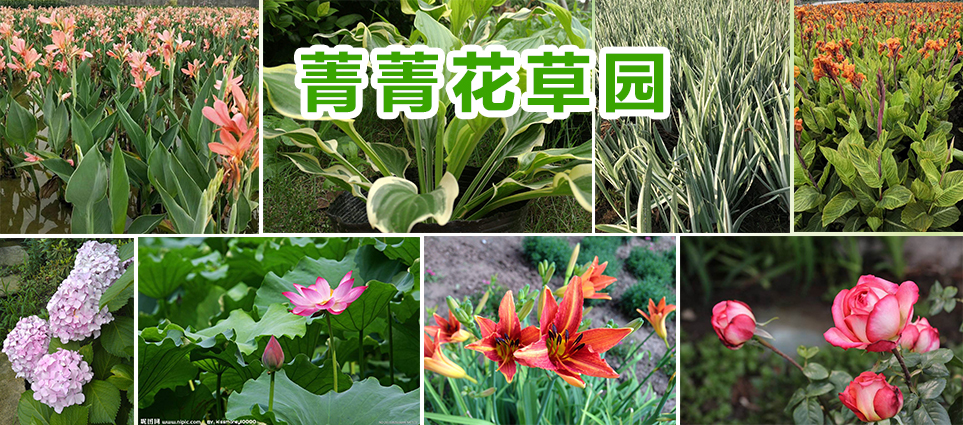 菁菁花草园图片