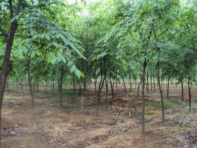 夏溪阳阳苗圃
