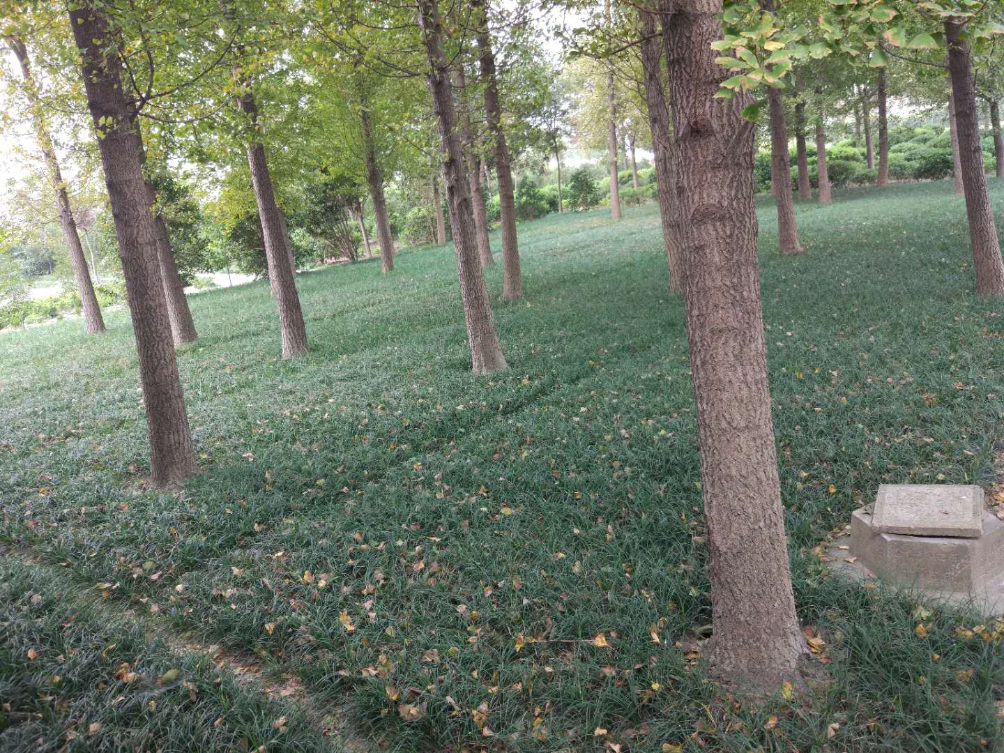 麦冬草图片