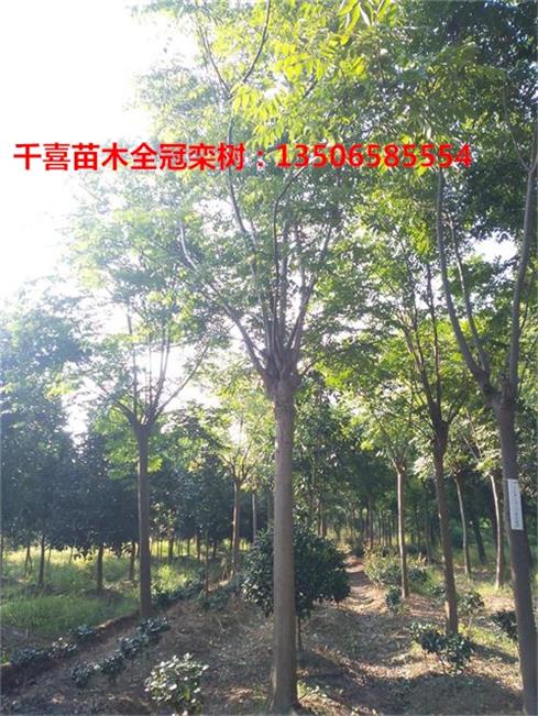 黄山栾树图片