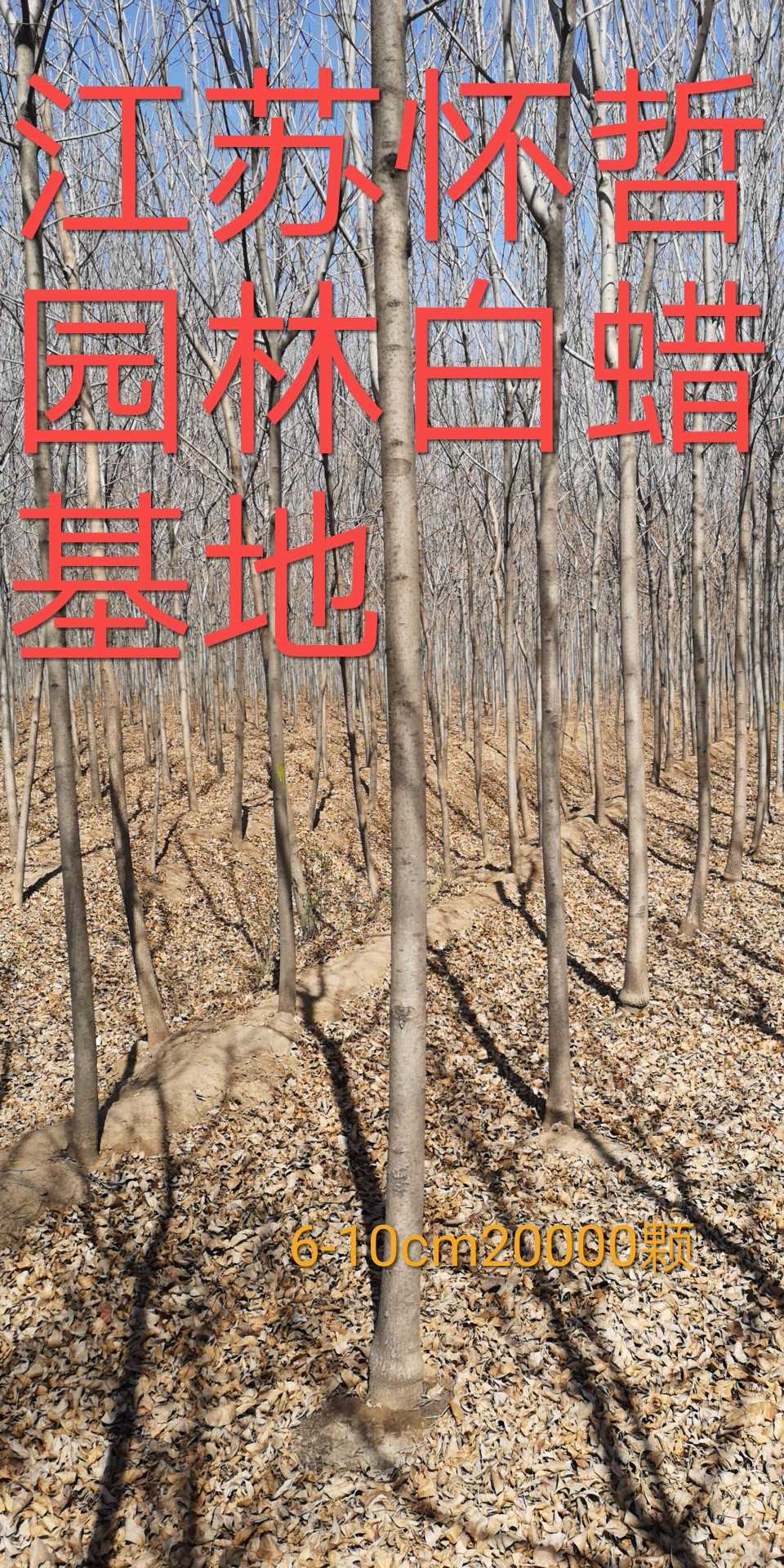 白蜡图片