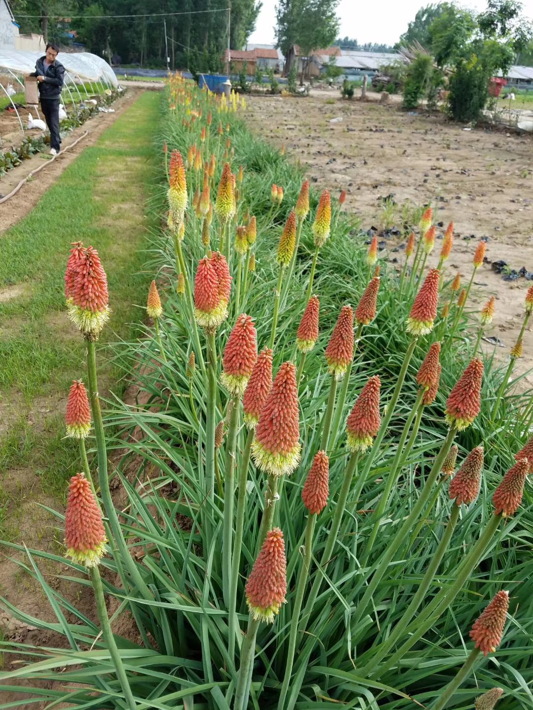 火炬花图片
