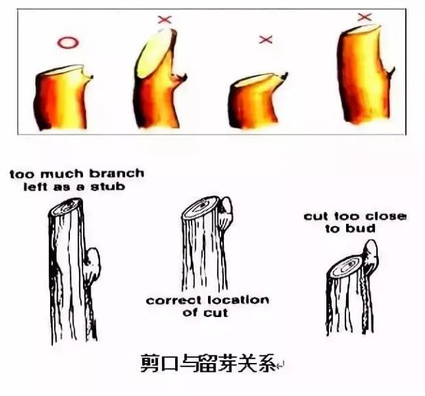 秋冬季节，落叶乔木逐渐进入休眠期正是进行修剪整形的好时机，落叶乔木整形修剪专业技法