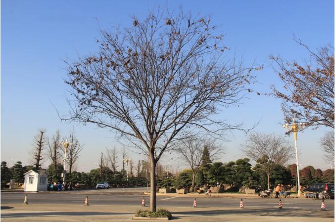 冷空气再袭 ，冰冻加重，苗木该如何防冻抗冻呢？