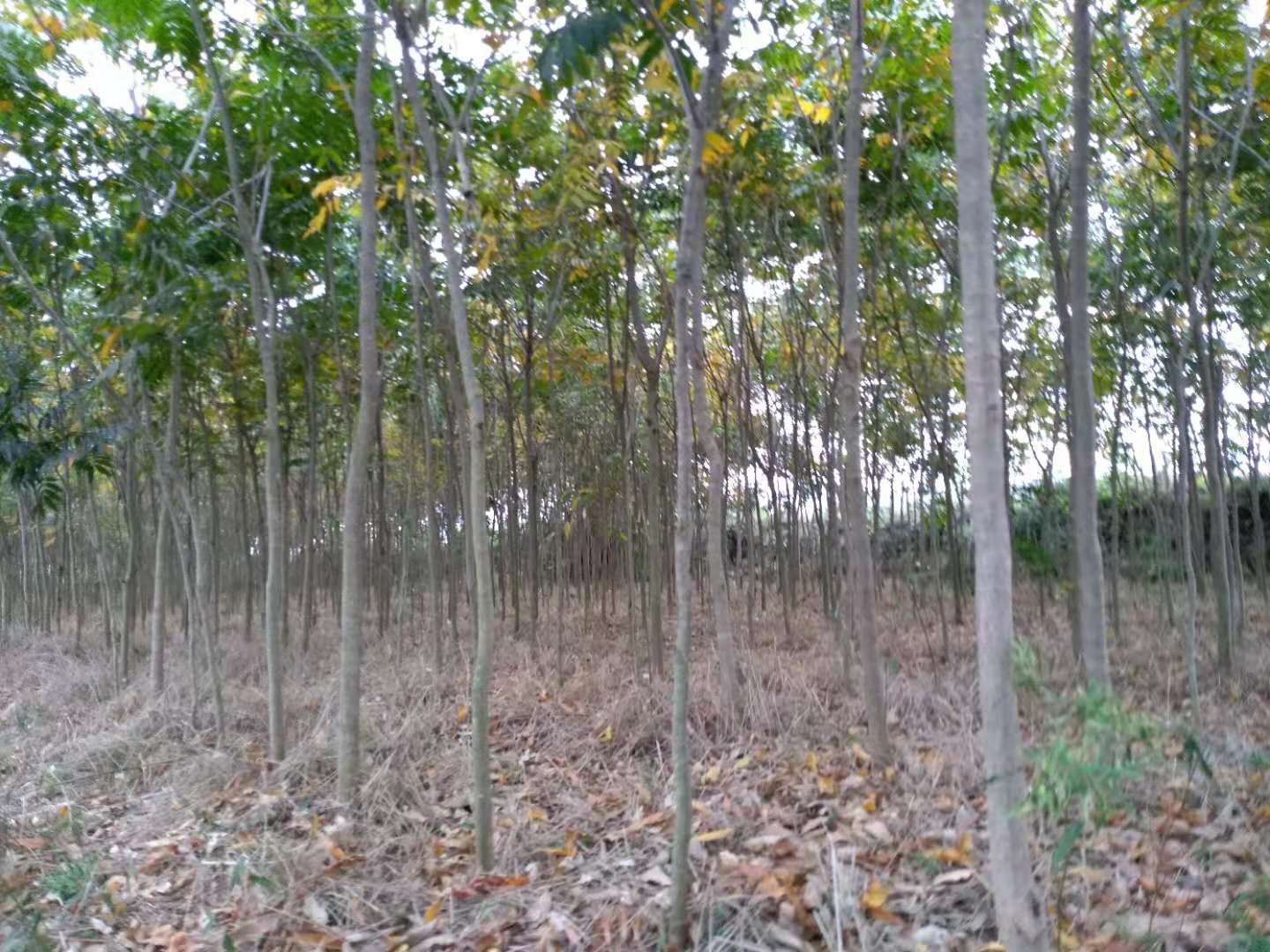 无患子图片