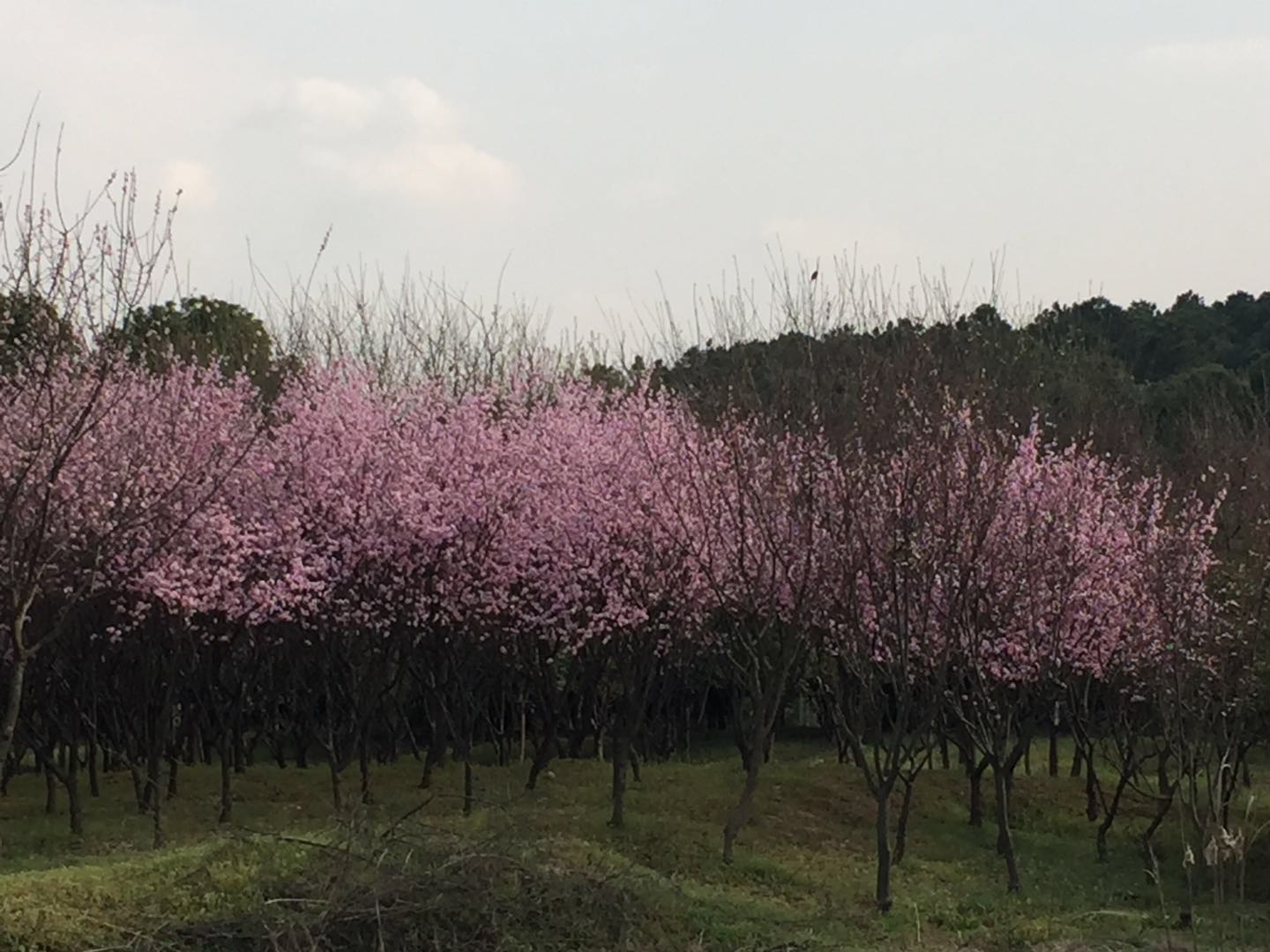 樱花图片