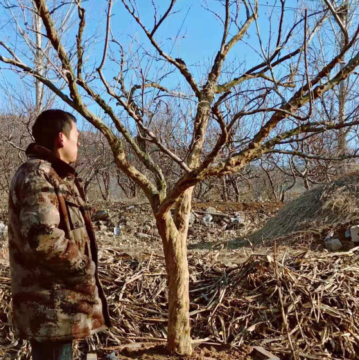 果石榴图片
