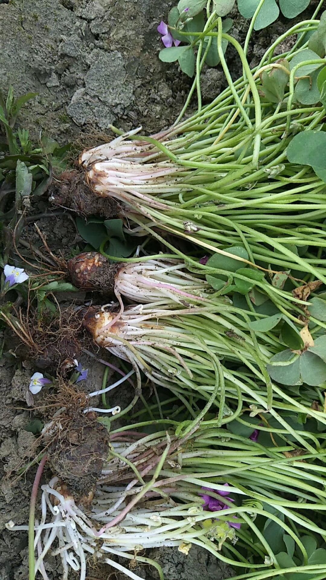 红花醡浆草图片