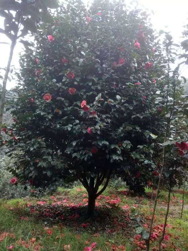 茶花图片