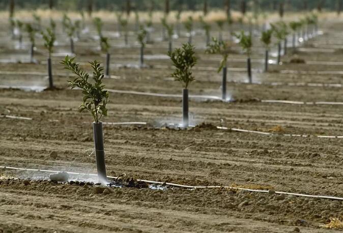 园林植物冬防，让园林植物安全越冬，这6大容易出现的问题请注意！