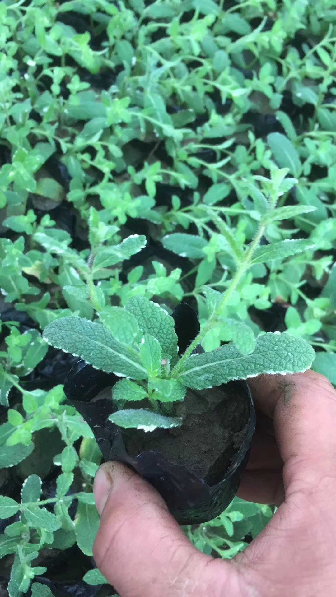 花叶薄荷图片