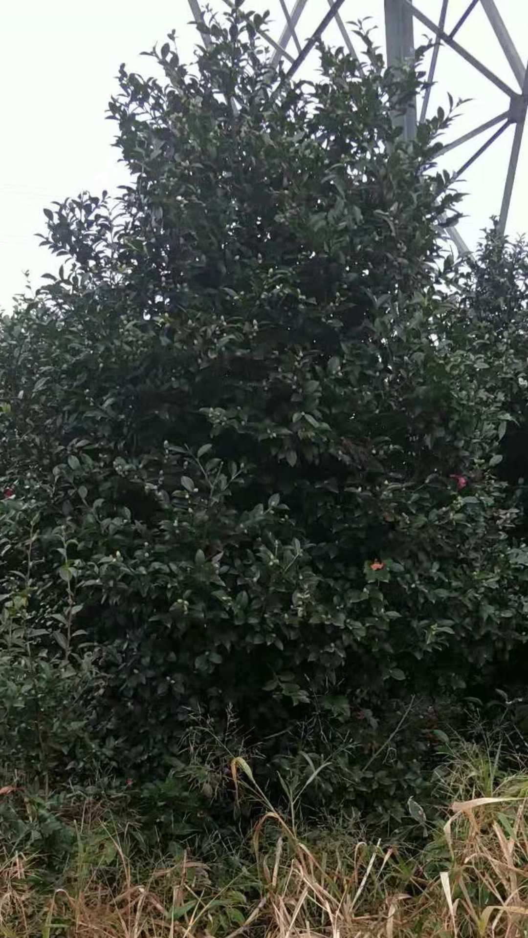 茶梅图片