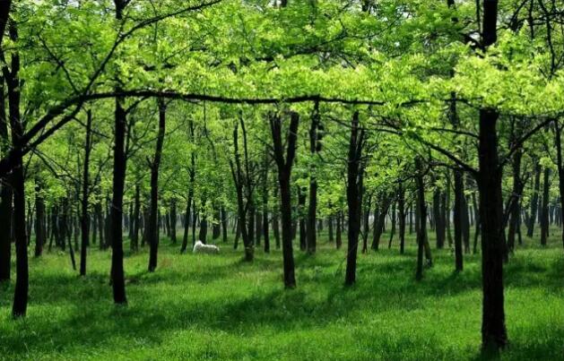 古代民居庭院种树植花讲究多，，槐、柳、榆和梧桐为什么古人特别喜欢？